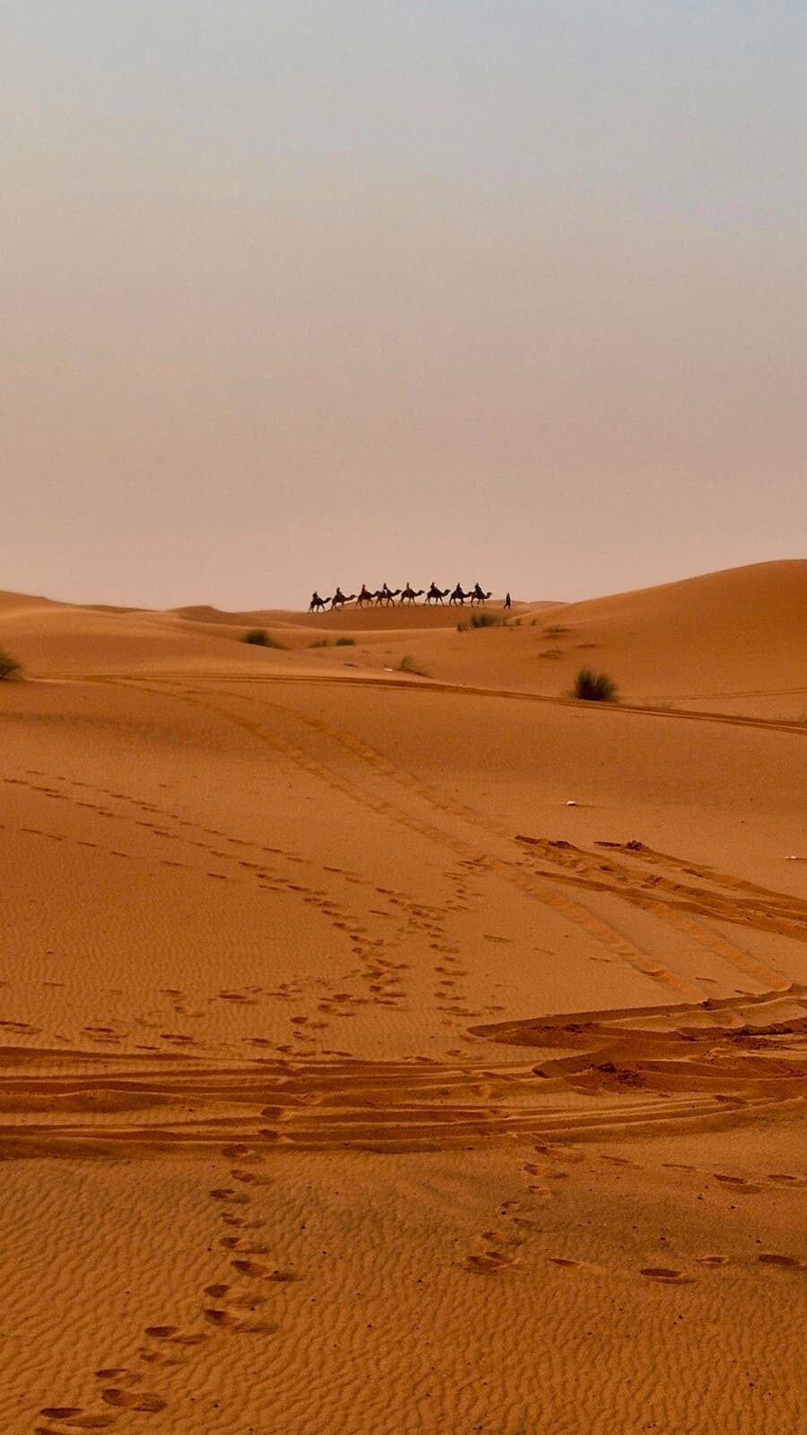 A camel train crossing the top of a sand dune